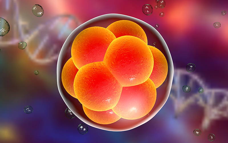 FIV paso a paso: 4. La transferencia de embriones en la Fecundación in Vitro (FIV)