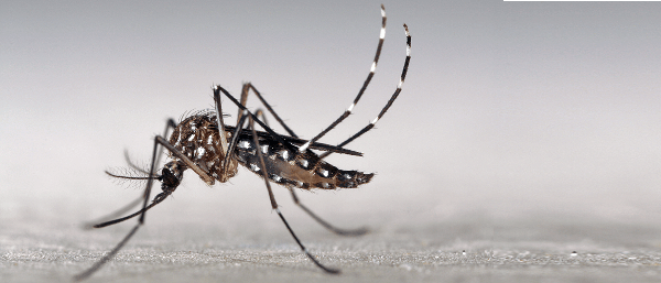 Diagnóstico de la infección por el virus Zika en EASYFIV.